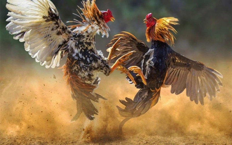 Bí quyết chăm sóc gà đá trước khi ra trận để đạt thể lực tốt