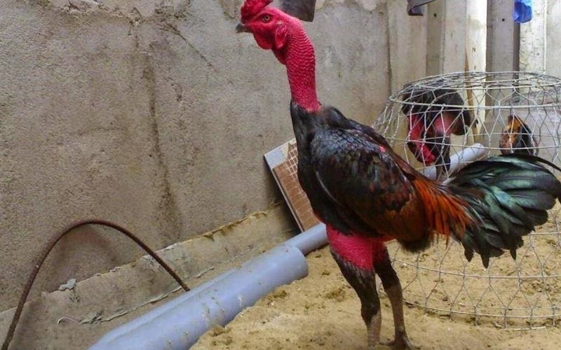 Chế độ dinh dưỡng khoa học và thực đơn truyền thống cho gà chiến