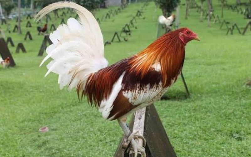 Tìm hiểu văn hóa nuôi gà đá và nghệ thuật chăm sóc gà chiến dân gian
